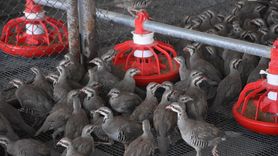 Afyonkarahisar'da Keklik Üretimi ve Ekosistem Destekleme Projesi