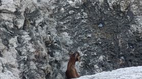 Alanya'da Mahsur Kalan Keçi Kurtarıldı