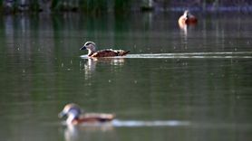 Angut Yavruları Sulak Alanda Görüntülendi