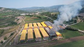 Ankara'da Yumurta Üretim Tesisi Yangını: Binlerce Tavuk Telef Oldu
