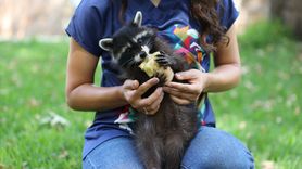 Antalya Doğal Yaşam Parkı'nda Sıcak Havalara Karşı Önlemler