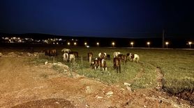 Ardahan'da Yılkı Atlarının Yolda Otlaması Ulaşımı Aksattı