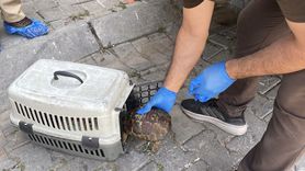 Aydın'da Çöp Evden 4 Kamyon Çöp Çıktı