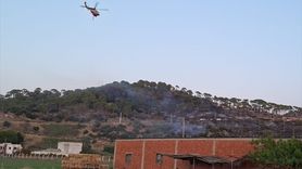 Aydın'daki Çam Fıstığı Ağaçlarında Yangın Kontrol Altında