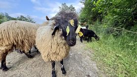 Bacağı Kırılan Kuzuya Platin Takıldı: Yürümeye Başladı