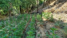 Bingöl'de Uyuşturucu Operasyonu: 17 Bin Kök Hint Keneviri ve Skunk Ele Geçirildi