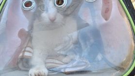 Bodrum'da Apartman Duvarında Mahsur Kalan Kedi Kurtarıldı