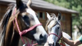 Bursa'da Safkan Arap Taylarının Satışı