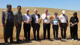 Elazığ'da Kırmızı Mercimek Hasadı Başladı