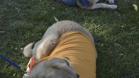 Engelli Hayvanlar Podyumda