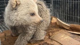 Erzurum'da Ayı Yavrusu Koruma Altına Alındı