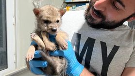 Erzurum'da Bulunan Kurt Yavrusuna Koruma