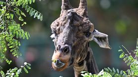 Gaziantep Doğal Yaşam Parkı Bayramda 90 Bin Ziyaretçi Ağırladı
