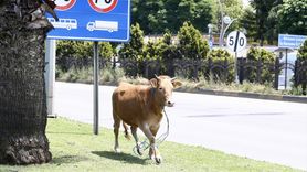 Giresun'da Kaçan Kurbanlık Denize Atlarken Yakalandı