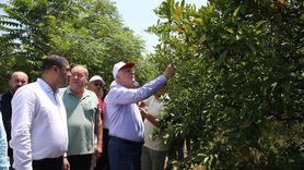 Hatay'da Narenciye Bahçelerinde İncelemeler: Tarafta Zor Günler Bekleniyor