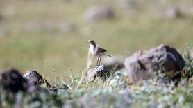 Iğdır'da Boz Kuyrukkakanın Eşsiz Hareketleri Kaydedildi