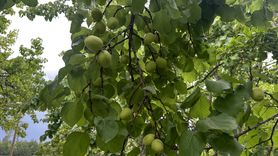 Iğdır'da Kayısı Rekoltesi Artıyor