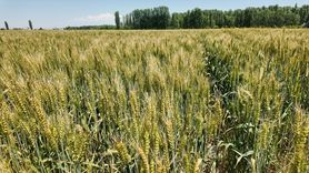 Iğdır'da Yerli Buğday Üretiminde Yeni Dönem: Taner Çeşidi