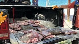 Kaçak Avcılığa Geçit Yok: 1611 Kalkan Balığı Ele Geçirildi