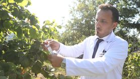 Kahverengi Kokarca ile Biyolojik Mücadelede Yeni Adım: Samuray Arısının Doğaya Salımı