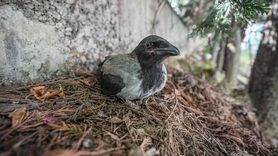 Kargalar Yaralı Arkadaşlarını Kurtardı