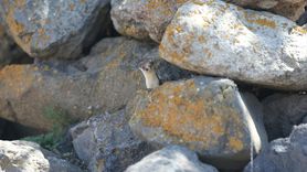 Kars Kırsalında Nadir Görülen Gelincik Tespit Edildi
