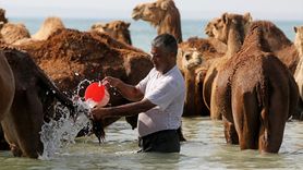 Keşm Adası'nda Develerin Deniz Banyosu Geleneği