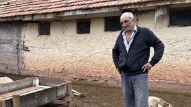 Kırıkkale'de Kurt Saldırısı: 18 Küçükbaş Hayvan Telef Oldu