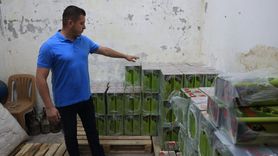 Kırkpınar'da 2 Ton Zeytinyağı Kullanılacak