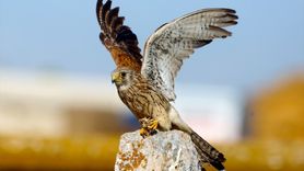 Konya'da Kerkenezlerin Avlanma Anları