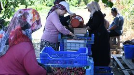 Lapseki Kirazı İhracatta Zirveye Koşuyor