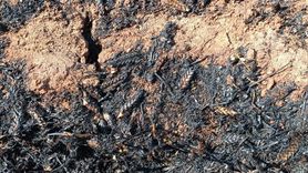 Mardin'de Yangın: 400 Dekar Buğday Tahrip Oldu