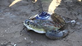 Mersin'de Uydu İzlemeli Yeşil Deniz Kaplumbağası Denize Salındı