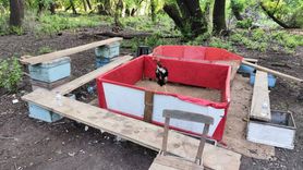 Muğla'da Horoz Dövüşüne Baskın: Dernek Başkanı da Yakalandı