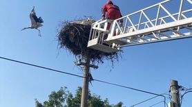 Muğla'da Leylek Yavruları İtfaiye Ekiplerince Kurtarıldı