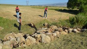 Muş'ta Koyun Telefi: Gece Yaşanan Korkunç Olay