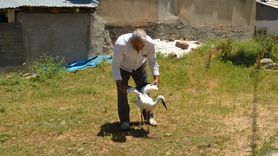 Muş'ta Yuvadan Düşen Leylek Yavrusu Tedavi Ediliyor