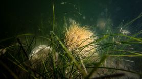 Müsilaj Farkındalık Etkinliği Gemlik Körfezi'nde Gerçekleşti