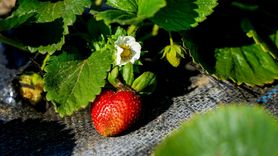 Otomasyon Mühendisi Bilal Mat'tan Organik Çilek Üretimi