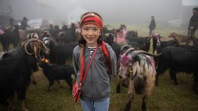 Sakarya Besicileri Renkli Göç ile Yaylaya Ulaştı
