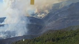 Sakarya'da Orman Yangını: Can ve Mal Kaybı Büyüyor