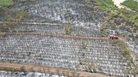 Şarköy'de Orman Yangını Havadan Görüntülendi