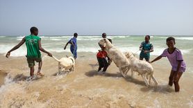 Senegal'de Kurban Bayramı Hazırlıkları: Koyunlar Okyusta Yıkanıyor