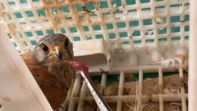 Şırnak'ta Yaralı Kuşlar Doğaya Kavuştu