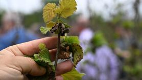 TBMM Komisyonu Zirai Don Hasarını İnceledi