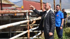 TDV, Van'da Kurban Kesimlerine Başladı