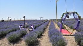 Tekirdağ'da Lavanta Bahçeleri Ziyaretçilerini Bekliyor