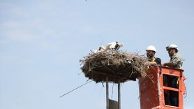 Tekirdağ'da Şah Kartal ve Leylek Yavrularına Halkalama Çalışması