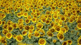 Tekirdağ'ın Doğasının Turizme Katkısı