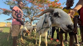 Türkiye Diyanet Vakfı Togo'da 20 Bin Aileye Kurban Eti Dağıtacak